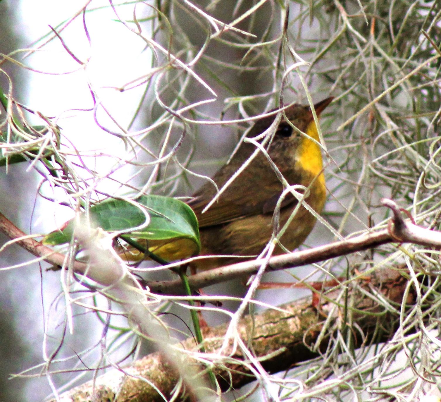Wildlife March 15 A